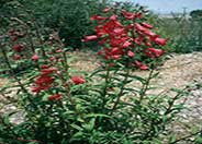Penstemon 'Firebird'
