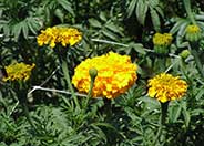 Tagetes erecta
