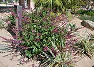 Salvia chiapensis