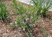 Chilopsis linearis 'Monhews'