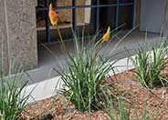 Kniphofia 'Wilhelm's Lance'