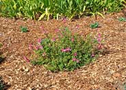 Salvia microphylla ?Berzerkeley'