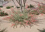 Sphaeralcea ambigua 'Louis Hamilton'