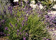 Lavandula angustifolia 'Munstead'