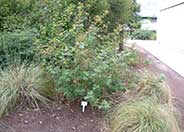 Ribes speciosum